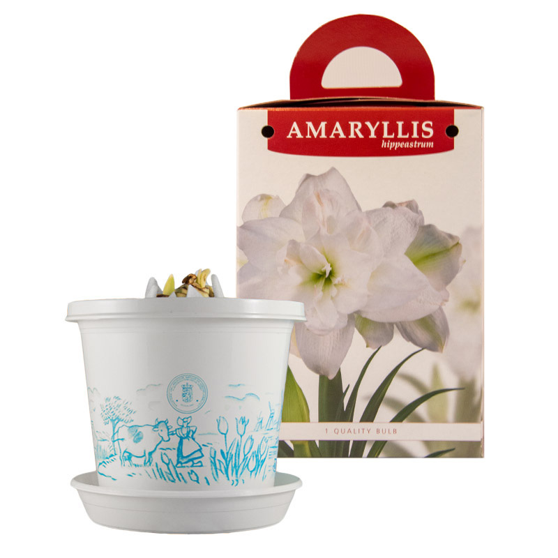 Amaryllis Marilyn® en pot et en boite cadeau