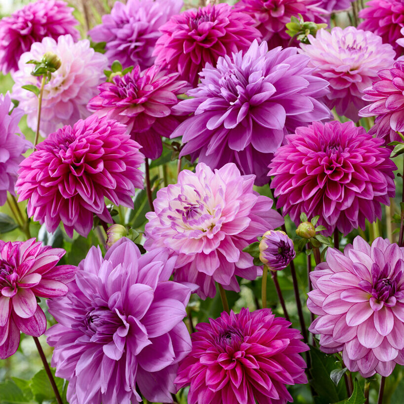 Dahlia The blues mix