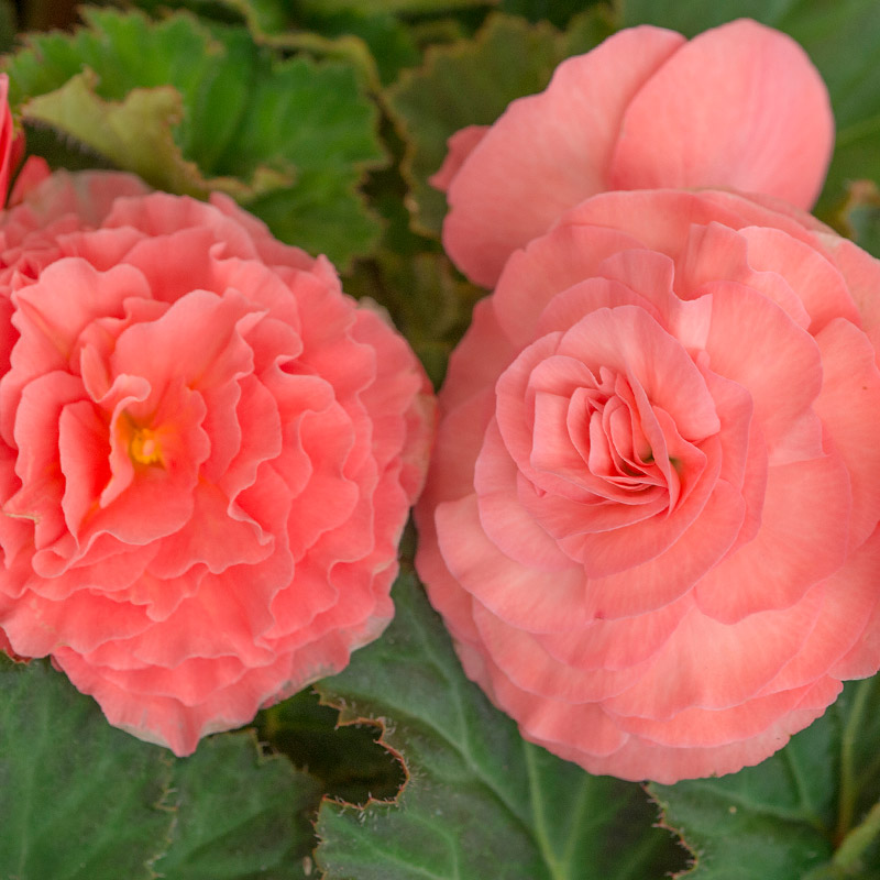 Bégonia double rose