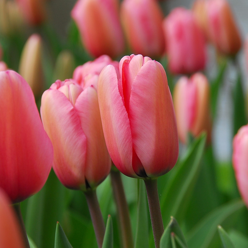 Emballage XL Tulipe Pink Impression®