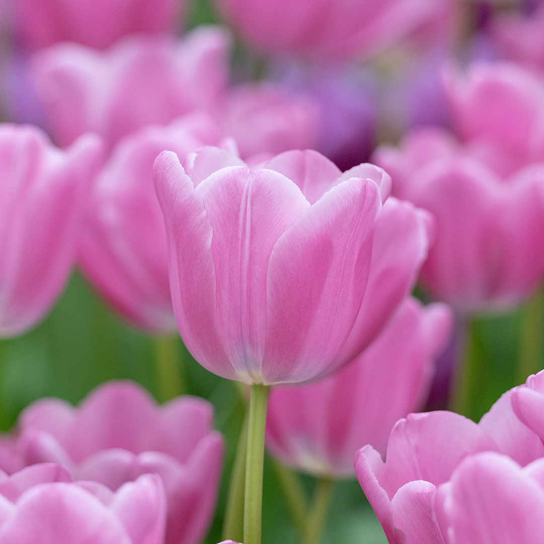 Tulp Lincoln