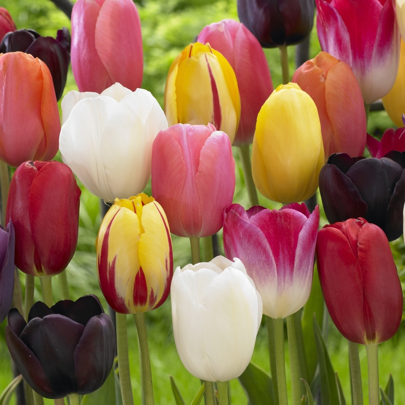 Mélange de tulipes à floraison tardive