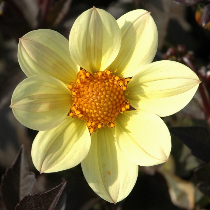Dahlia Happy Days Lemon®