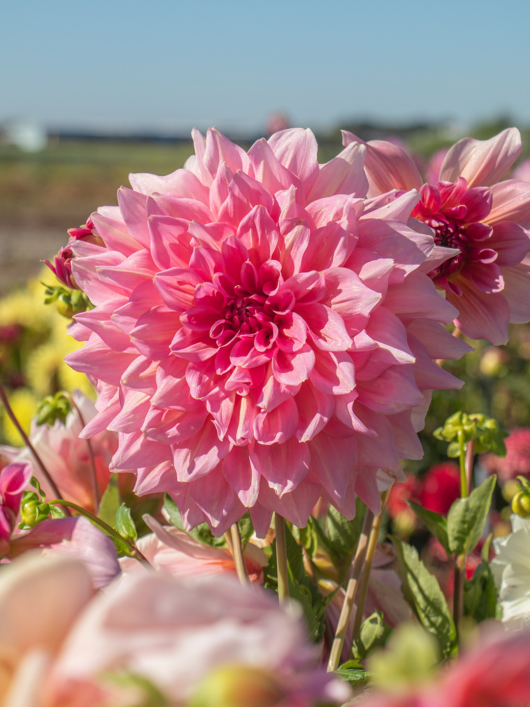 Dahlia Otto's Thrill