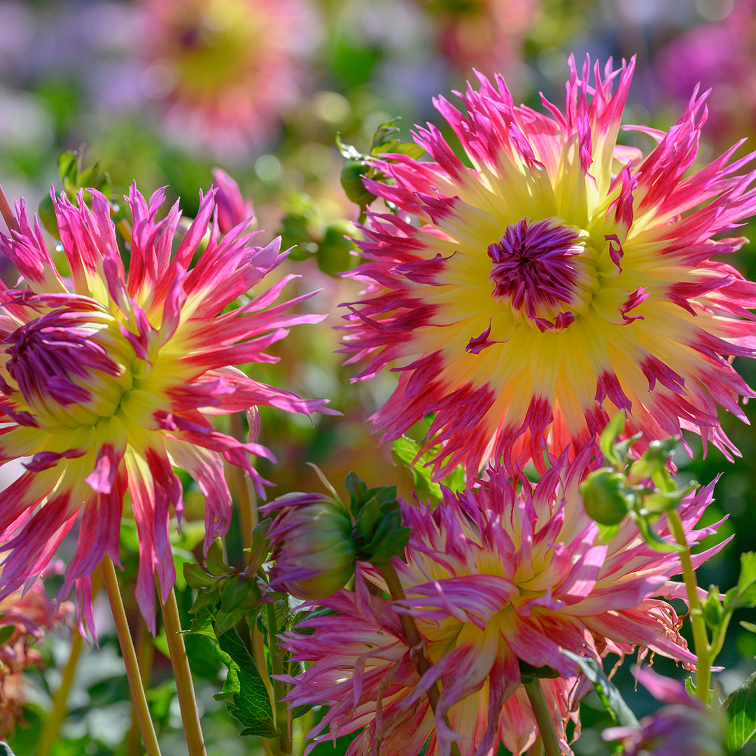 Dahlia Lindsay Michelle