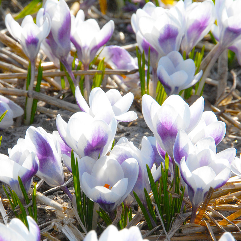 Crocus chrysanthus Prins Claus