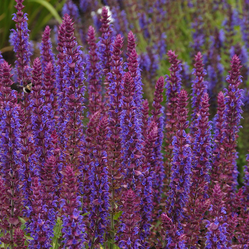 Sauge (Salvia nem.) 'Ostfriesland'