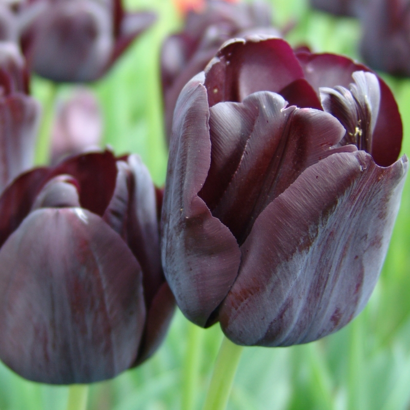 Tulipe Paul Scherer