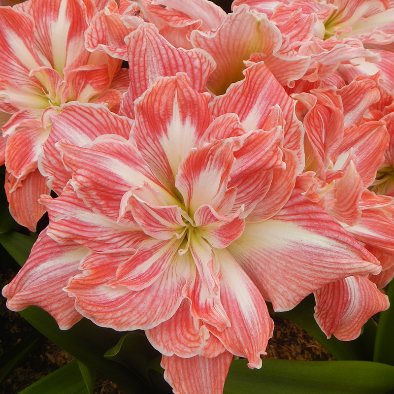 Amaryllis Pretty Nymph®