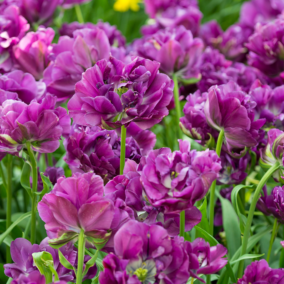 Tulp Negrita Double