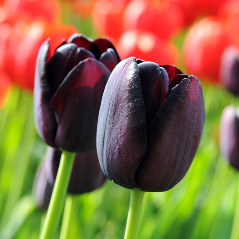 Emballage XL Tulipe Queen of Night