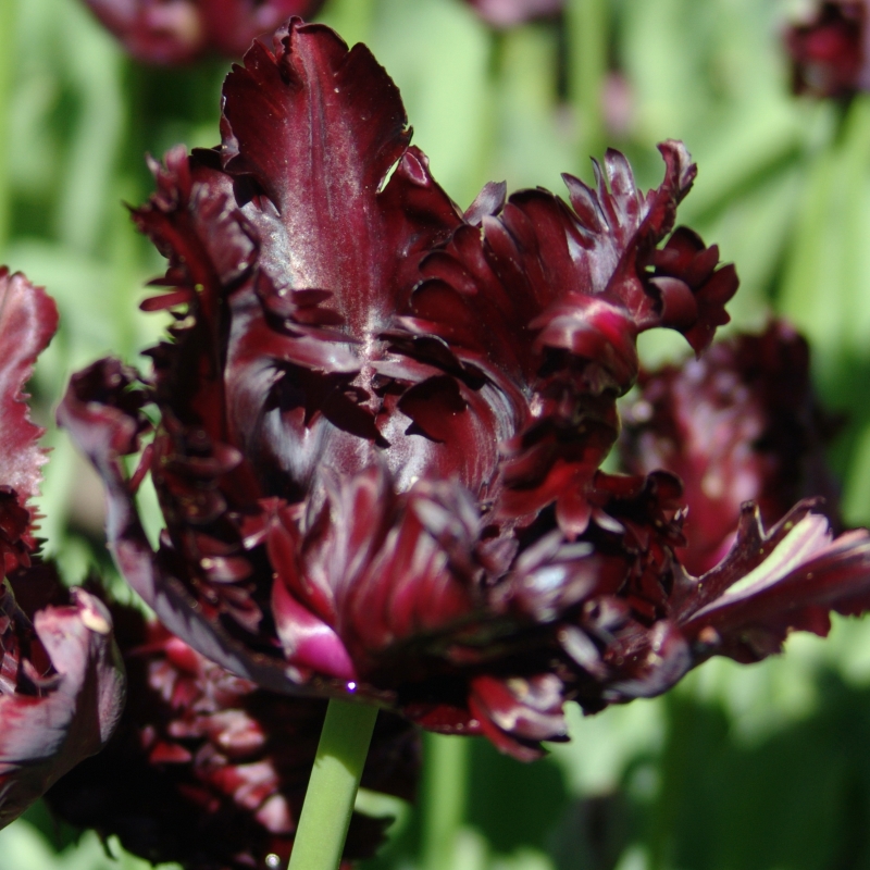 Tulipe Black Parrot