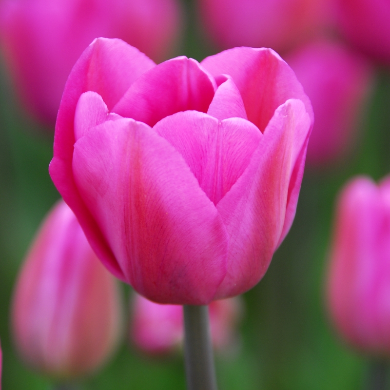 Tulipe Don Quichotte