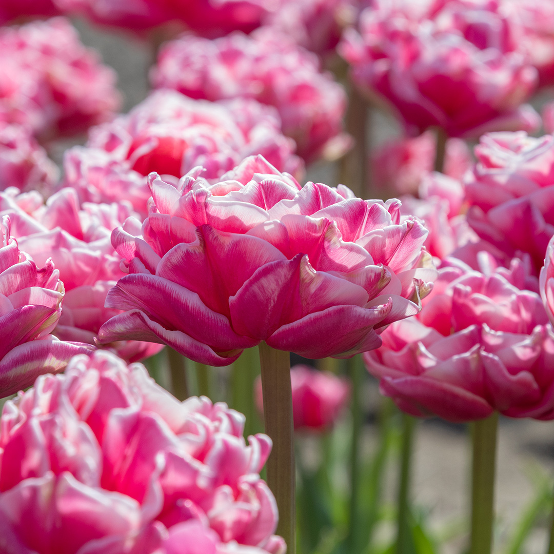 Tulipa Let's Dance, à 10