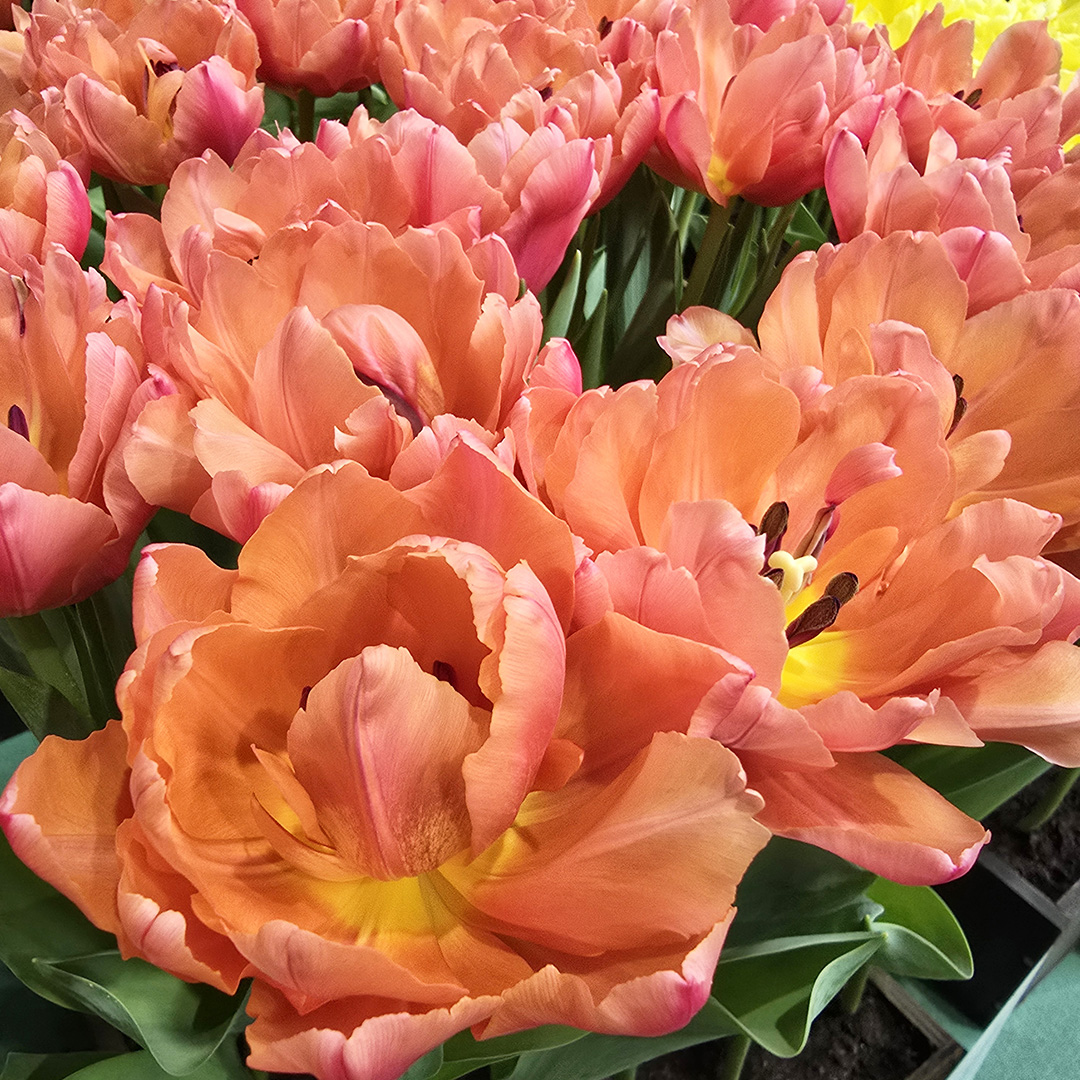 Tulp Salmon Symbiose