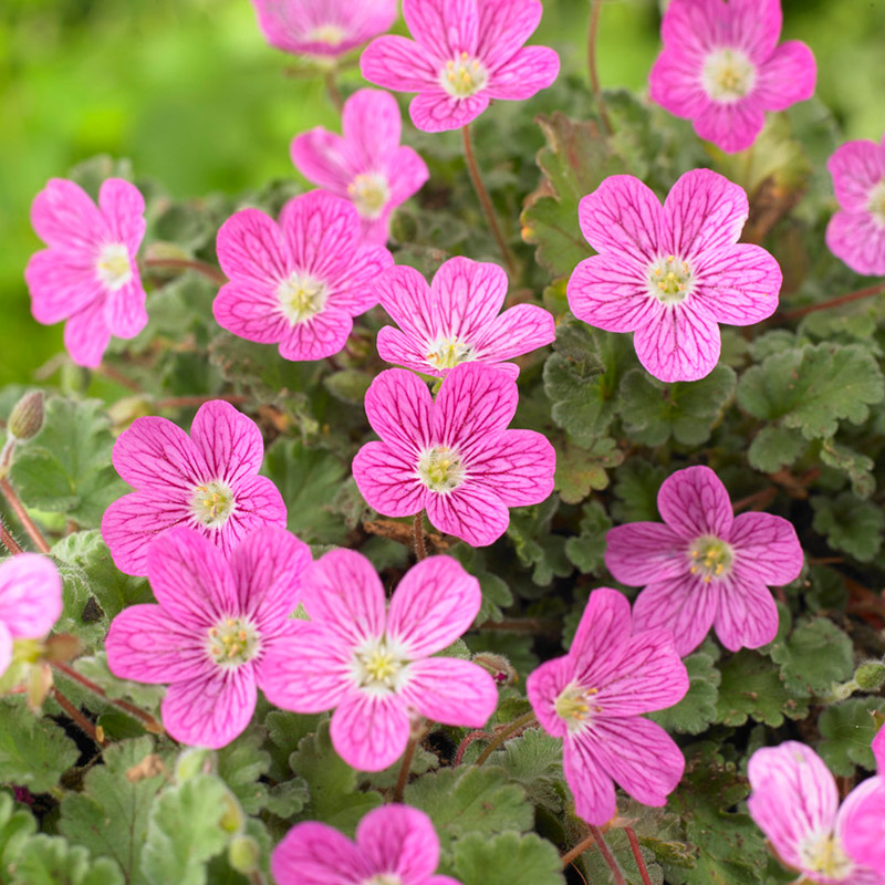 Erodium 'Bishop's Form'