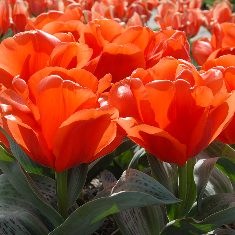 Tulp Giant Orange Sunrise