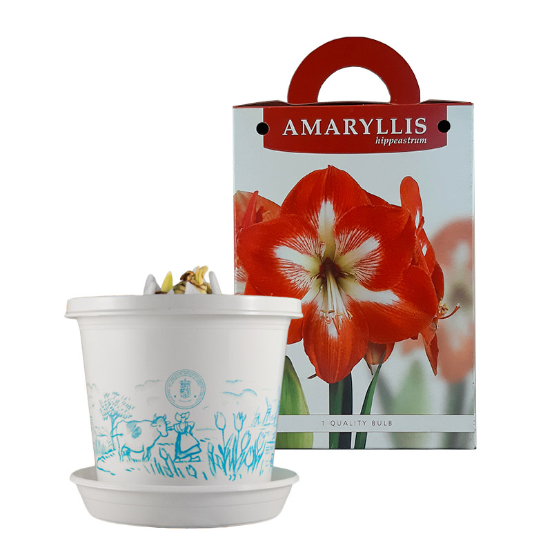 Amaryllis Minerva en pot et en boite cadeau