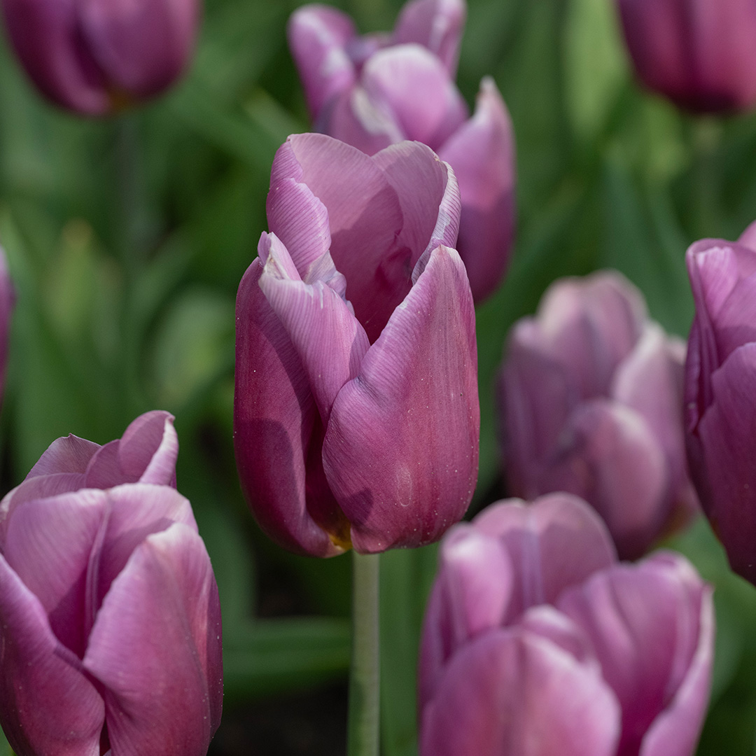 Tulp Copex