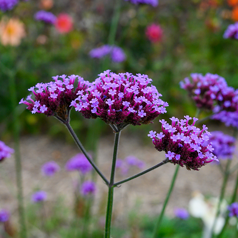 Verveine de Buenos Aires - Verbena bonariensis