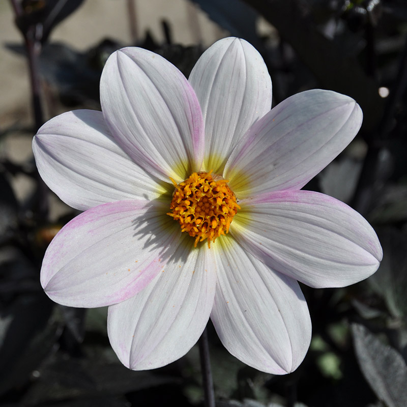 Dahlia Dahlegria blanc