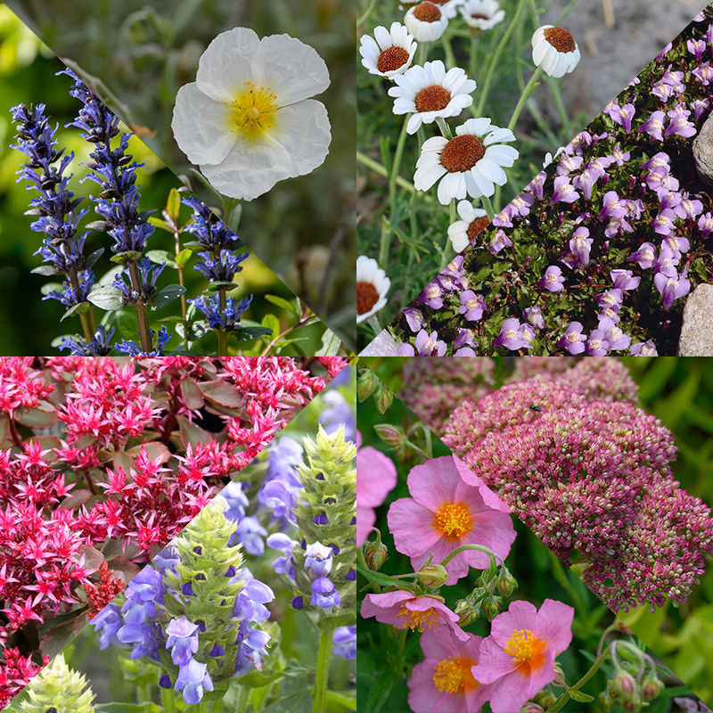 Collection de bordure plantes alpines et rocheuses