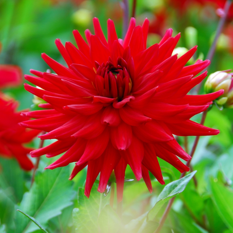 Dahlia Red Pygmy