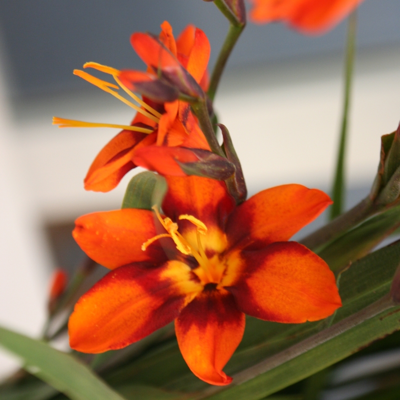Crocosmia Emily McKenzie