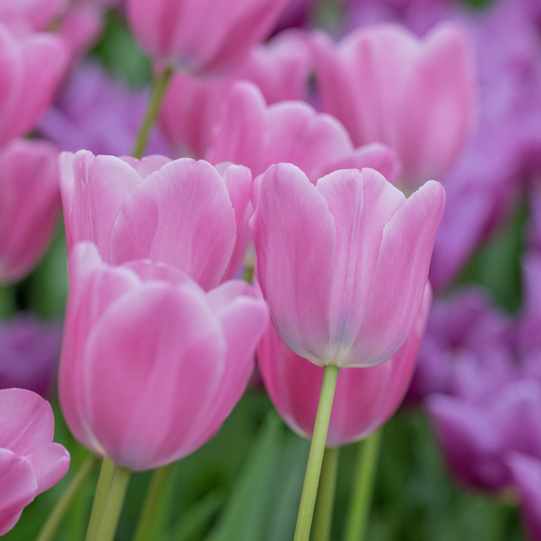 Tulp Lincoln