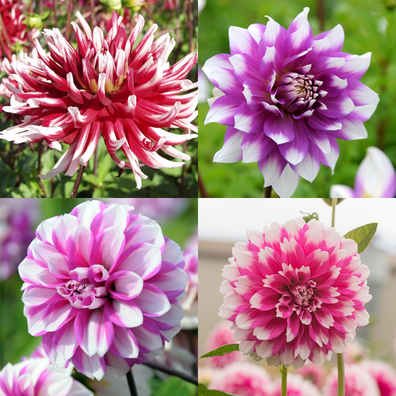 Dahlia collection exclusive