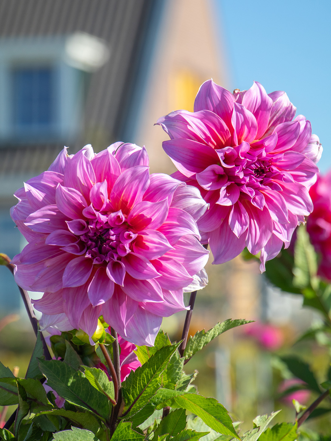 Dahlia Arthur Hambley