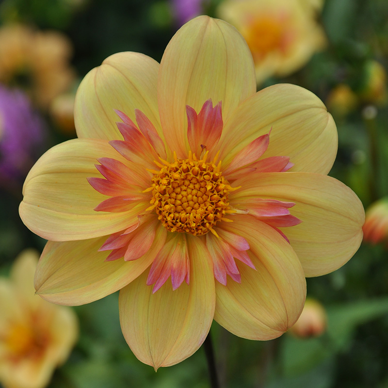 Dahlia Kelsey Annie Joy