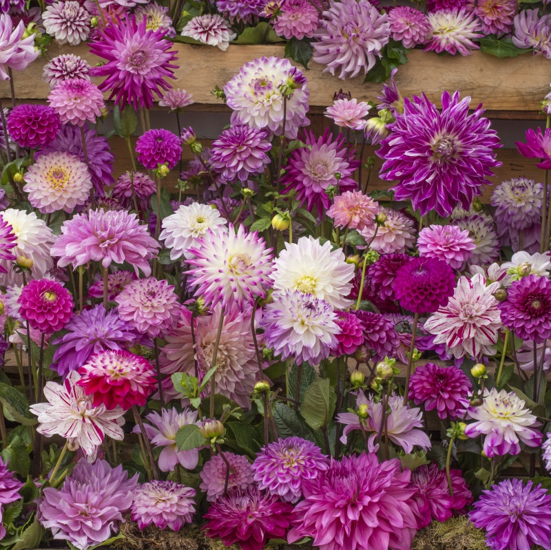 Cerise Dahlia mélange