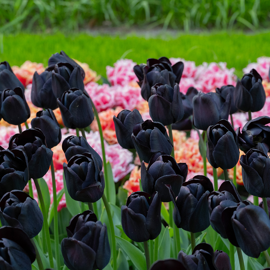 Tulp Nightwish