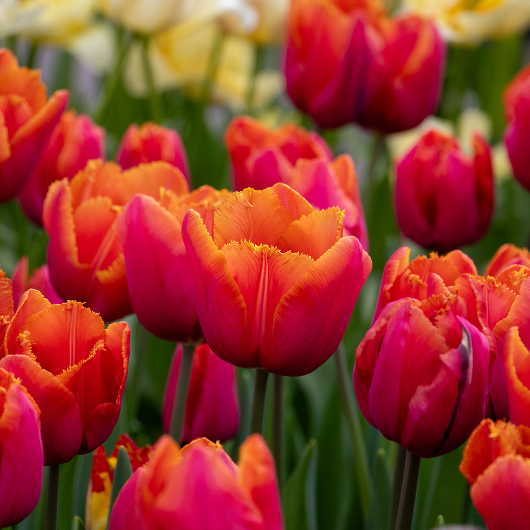 Tulip Louvr Orange