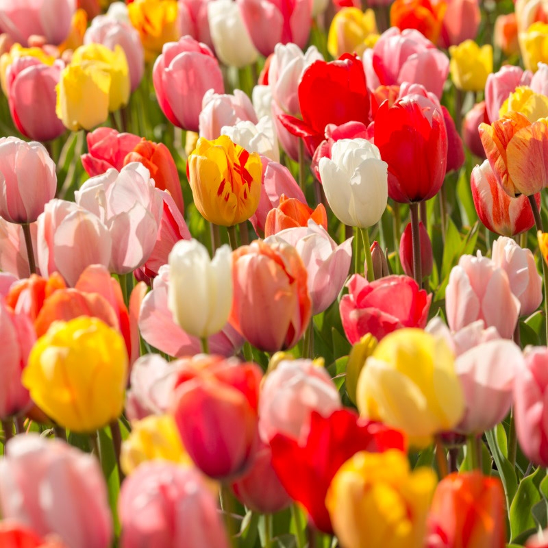 Grootverpakking Tulp Darwin Hybrid Mix