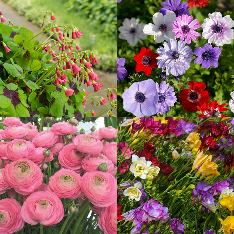 Collection de bulbes couleurs joyeuses