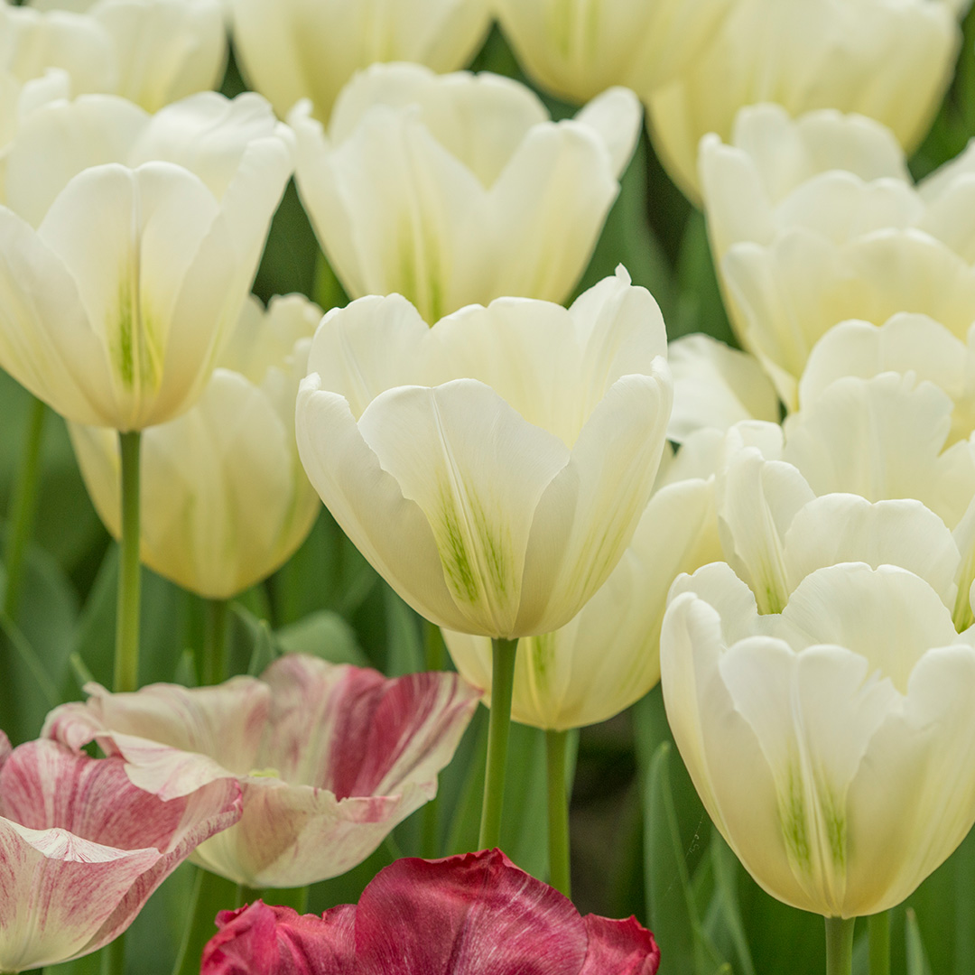 Tulp Green Spirit
