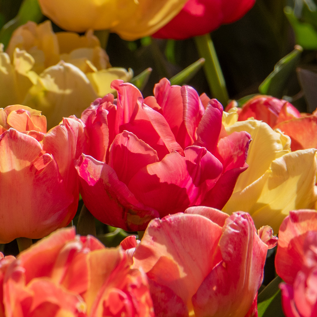 Tulp Pink Symbiose
