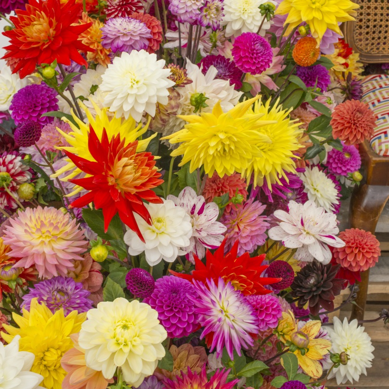 Mélange Surprise de Dahlia