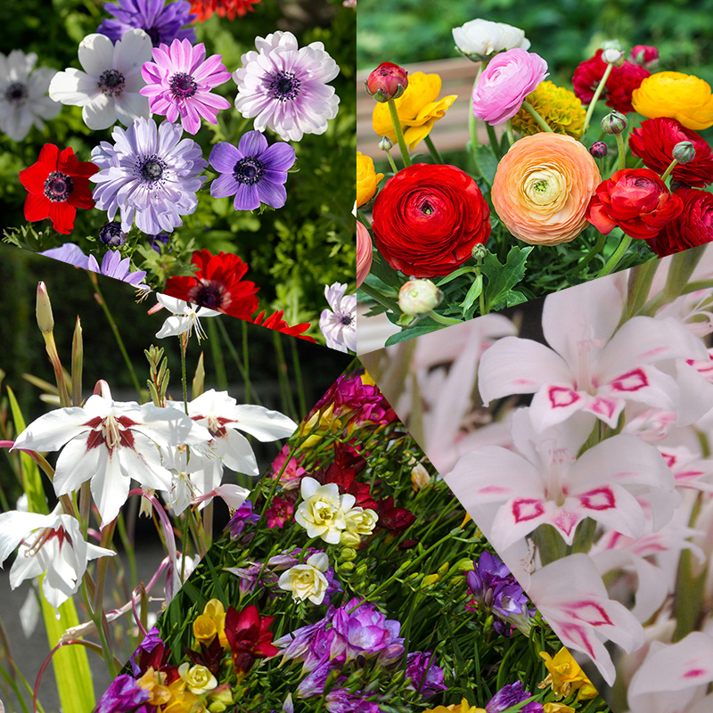 Collection de bulbes bon été