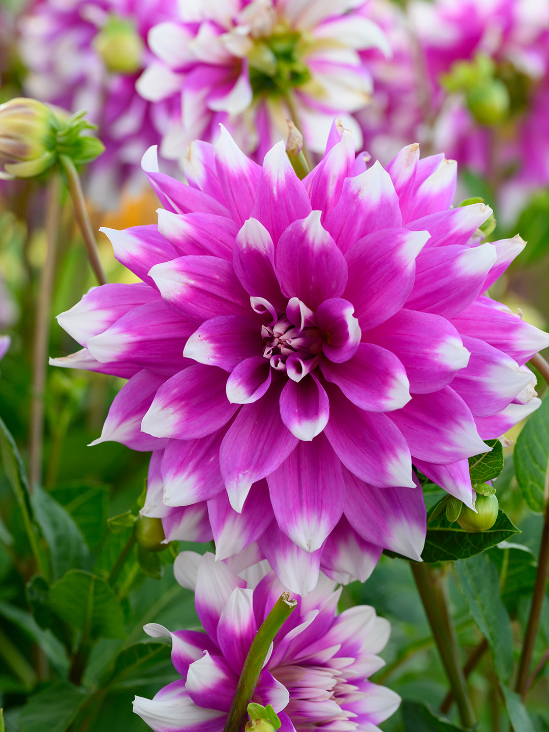 Dahlia Jean Marie®