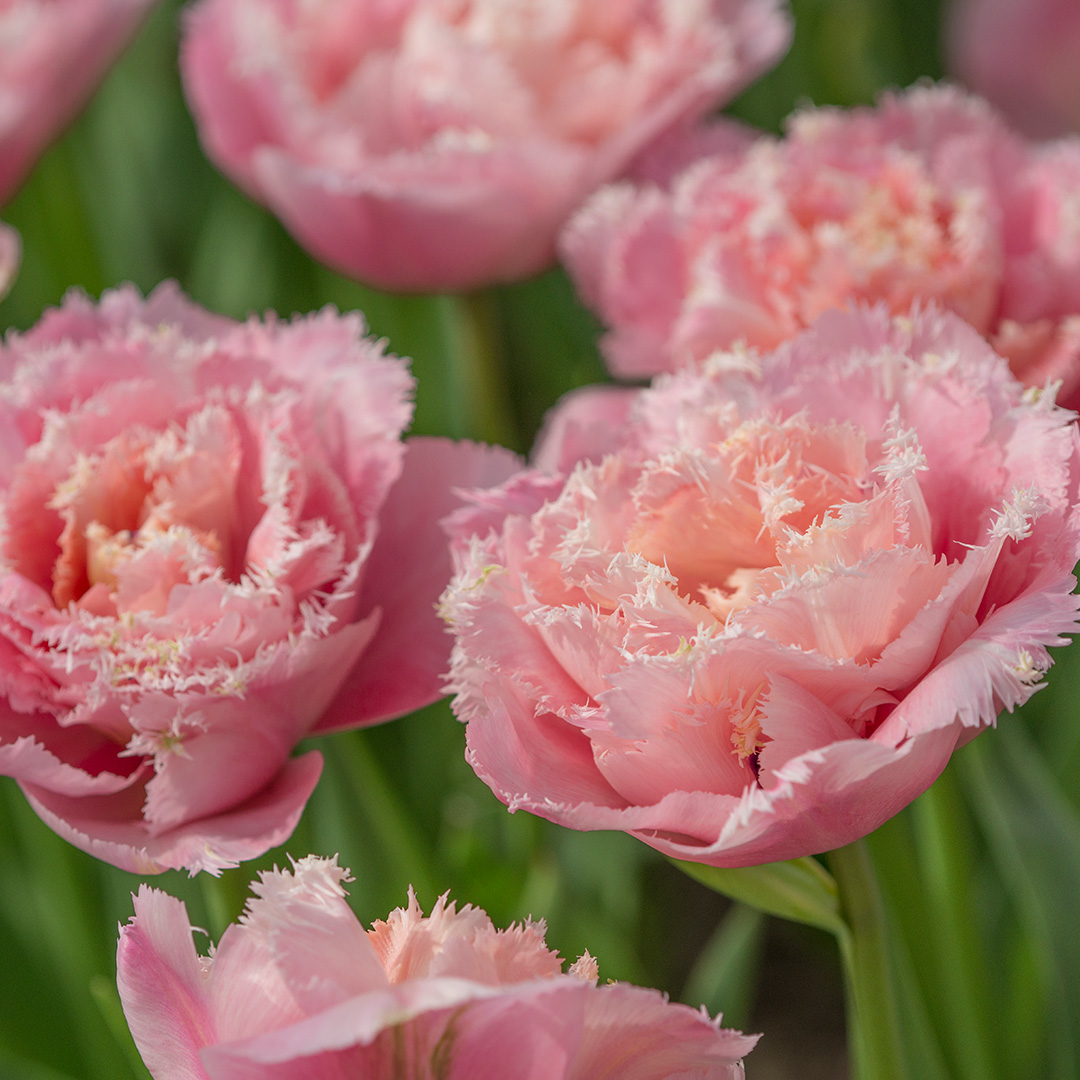 Tulipa Pink Magic