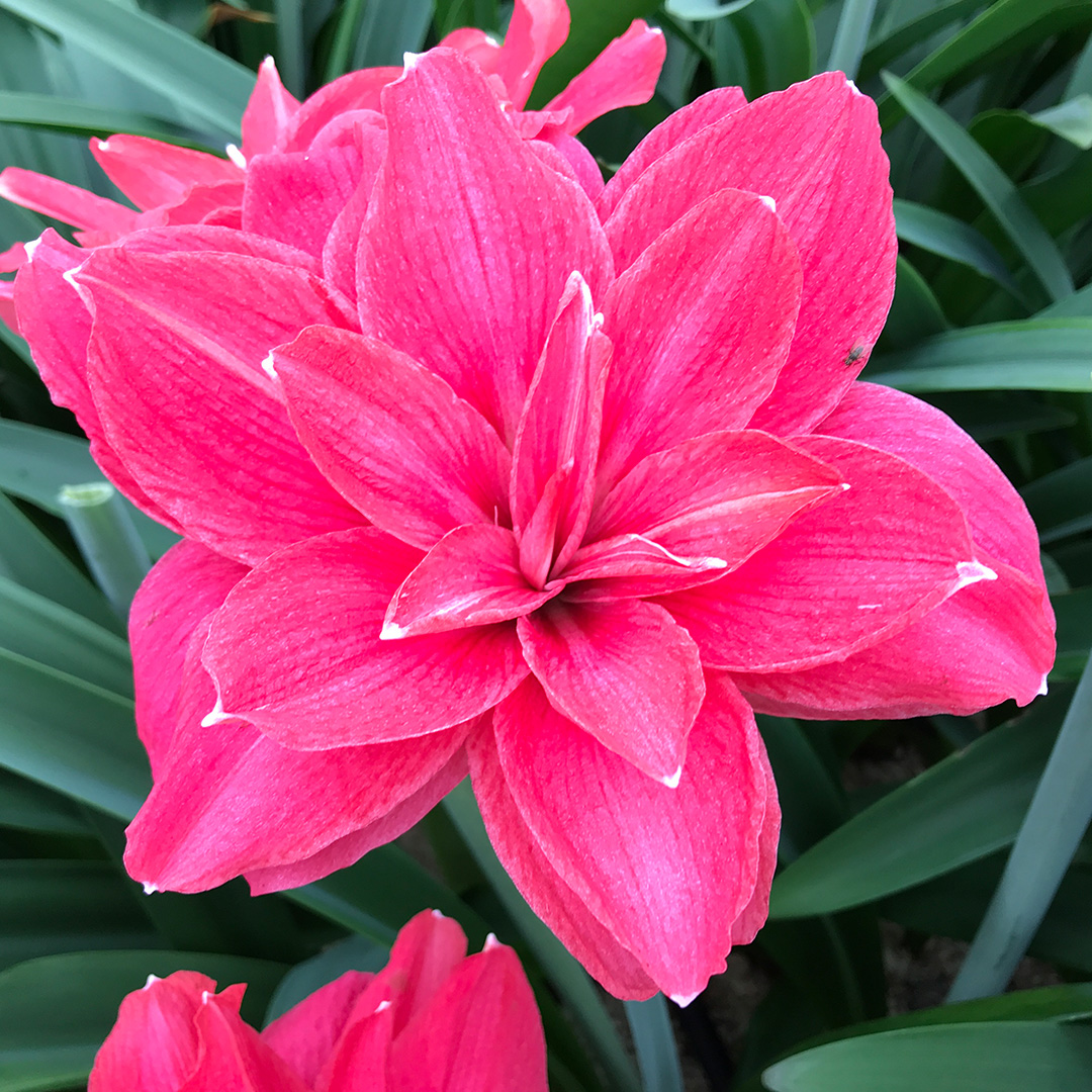 Amaryllis Candy Nymph