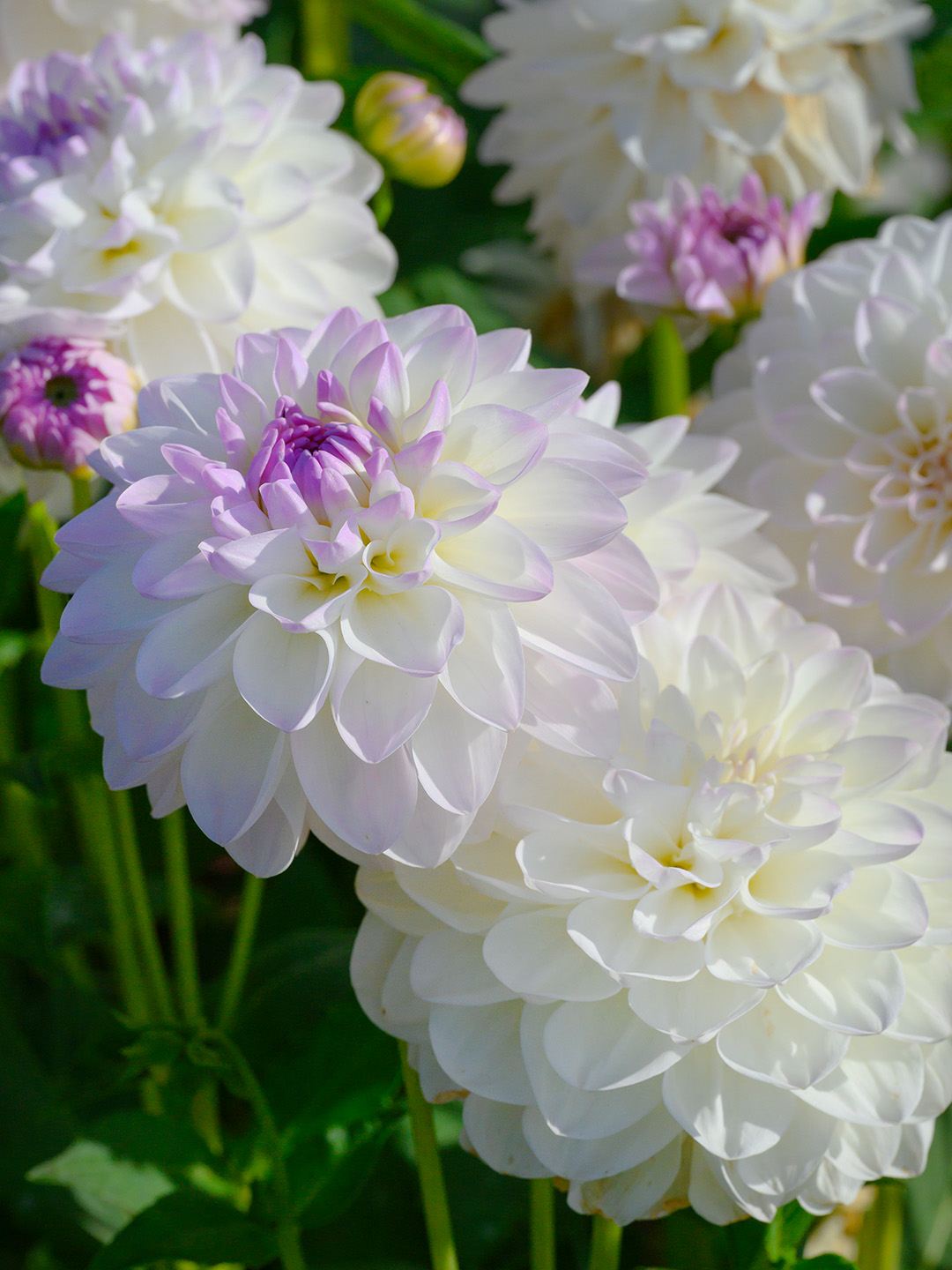 Dahlia Eveline NL