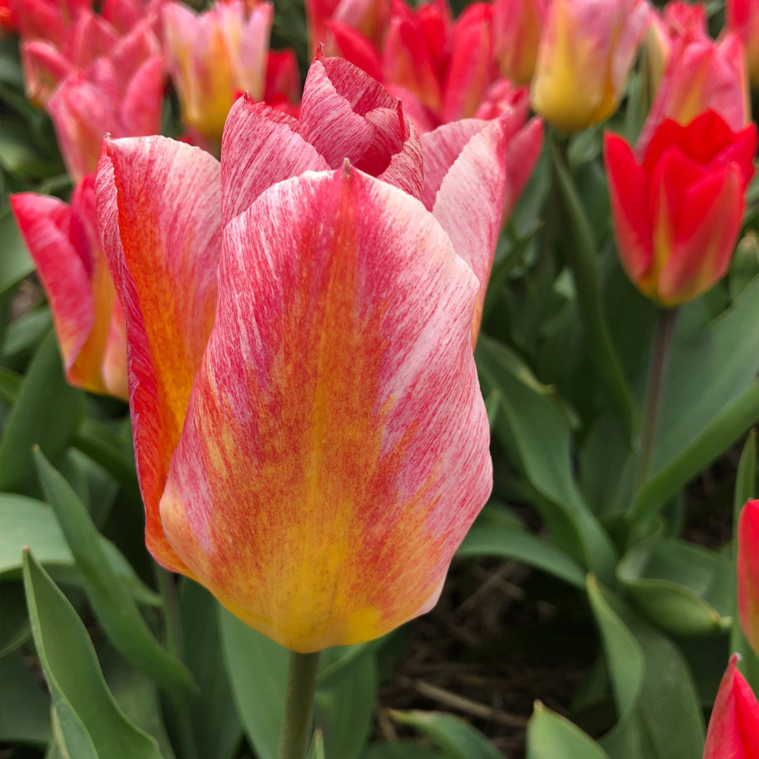 Tulp Flaming Fantasy