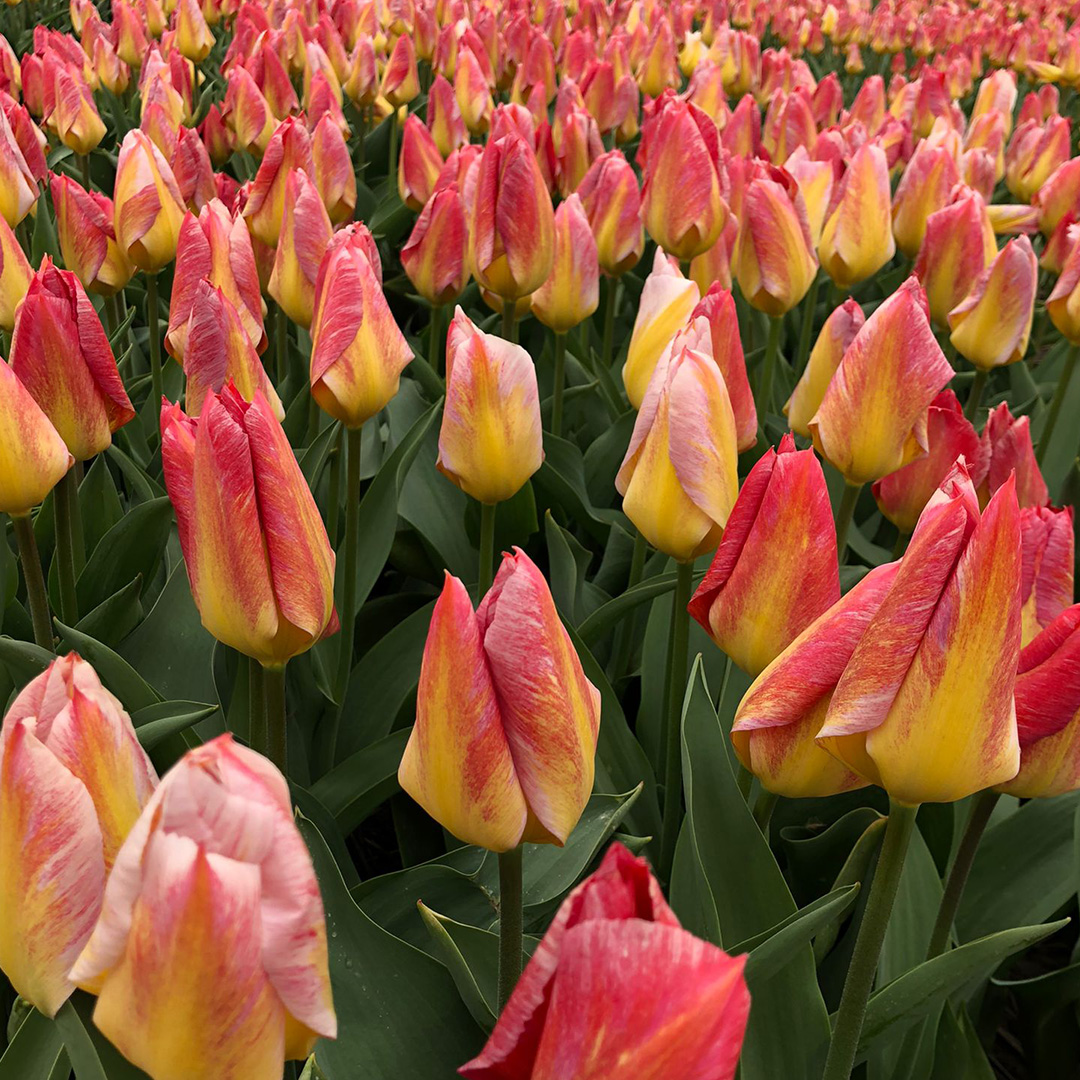 Tulp Flaming Fantasy