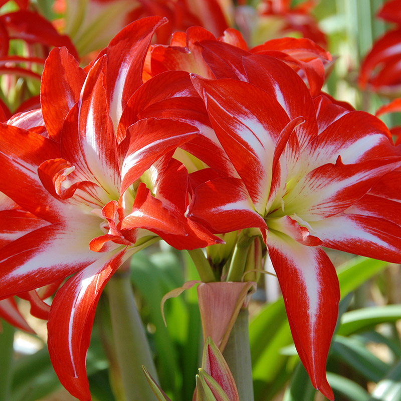 Amaryllis Splash