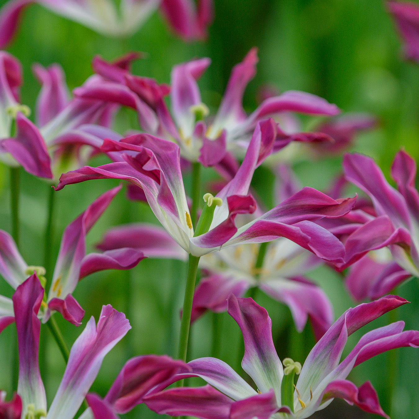 Tulipa purple dance , à 10
