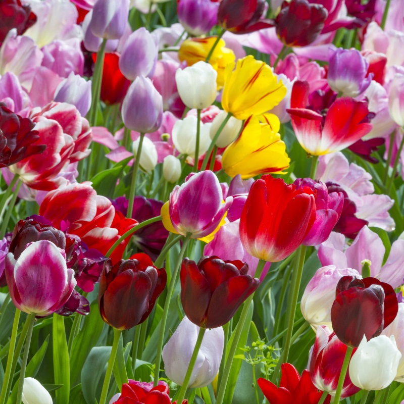 Tulipe Triumph melange